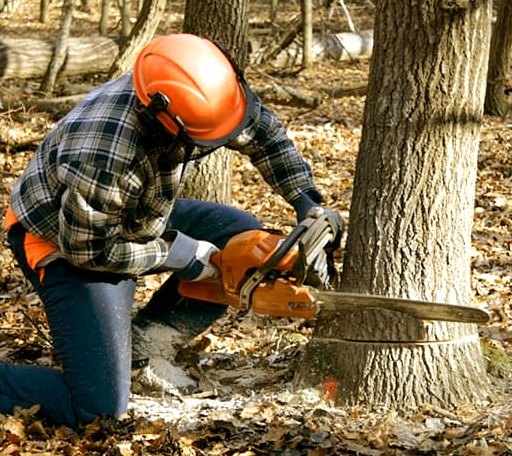 Tree Removal in Branford, CT